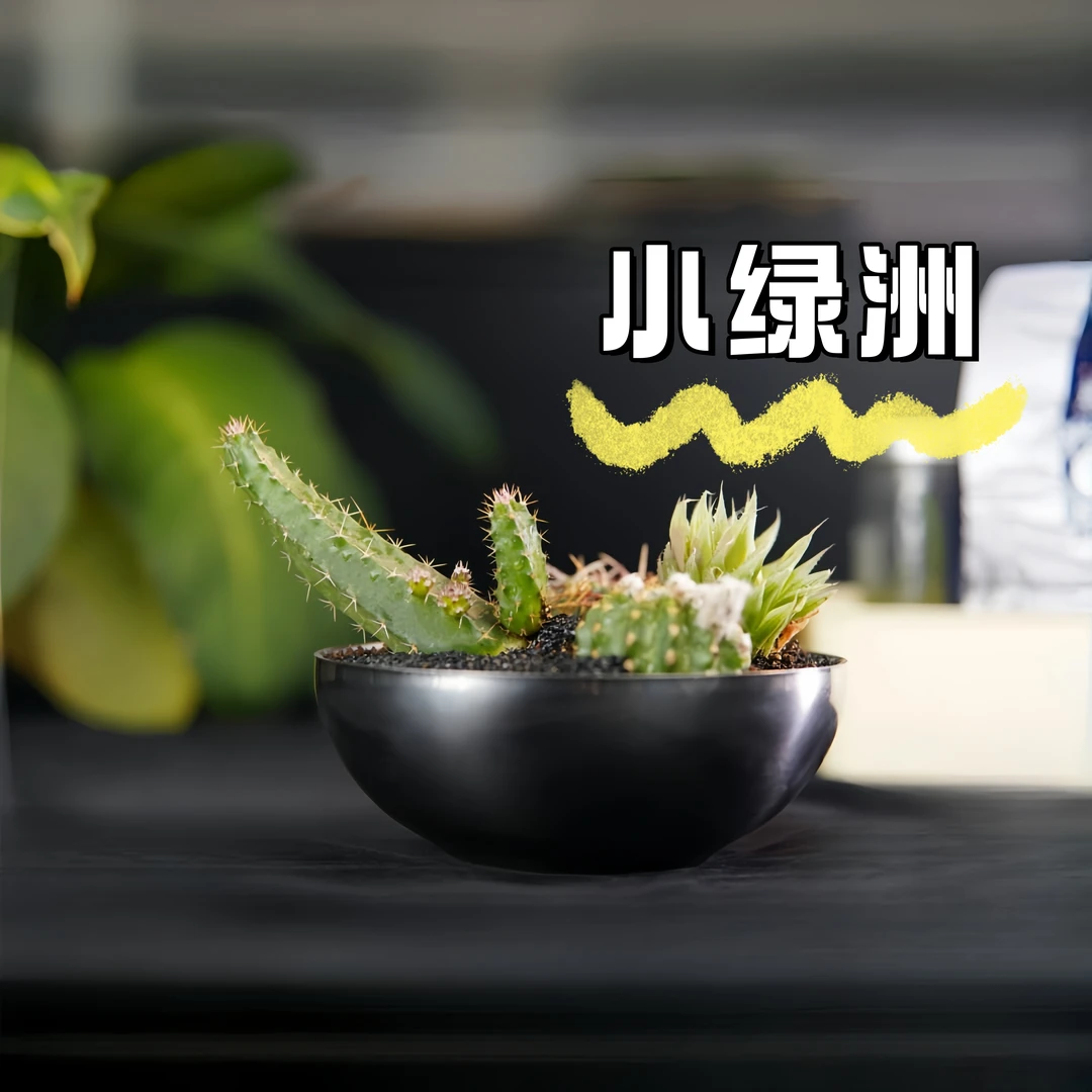 自然生长--小绿洲仙人球组合网红盆栽净化空气书桌植物创意绿植