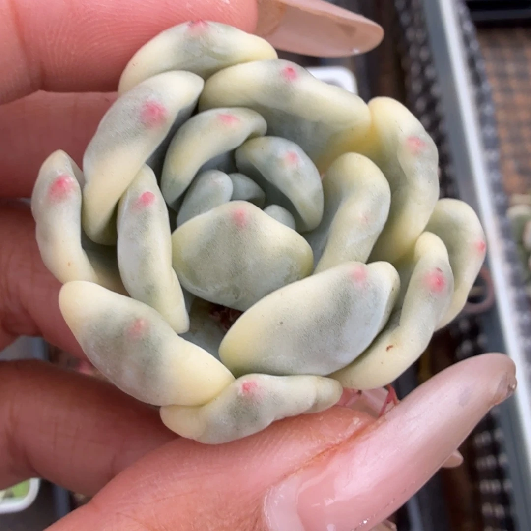 望舒锦腹轮锦无替品