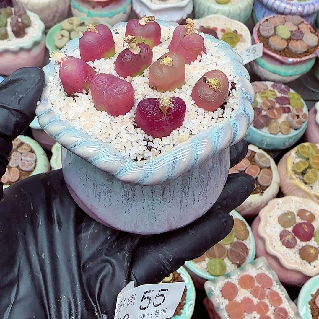 生石花满18包邮1230-55