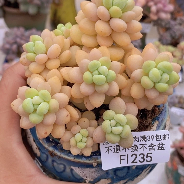 洛可可9cm235多肉植物