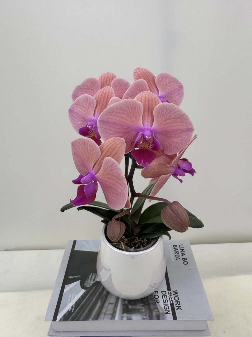 蝴蝶兰【开口笑】鲜花盆栽室内观赏花花佛山基地直发好养易活
