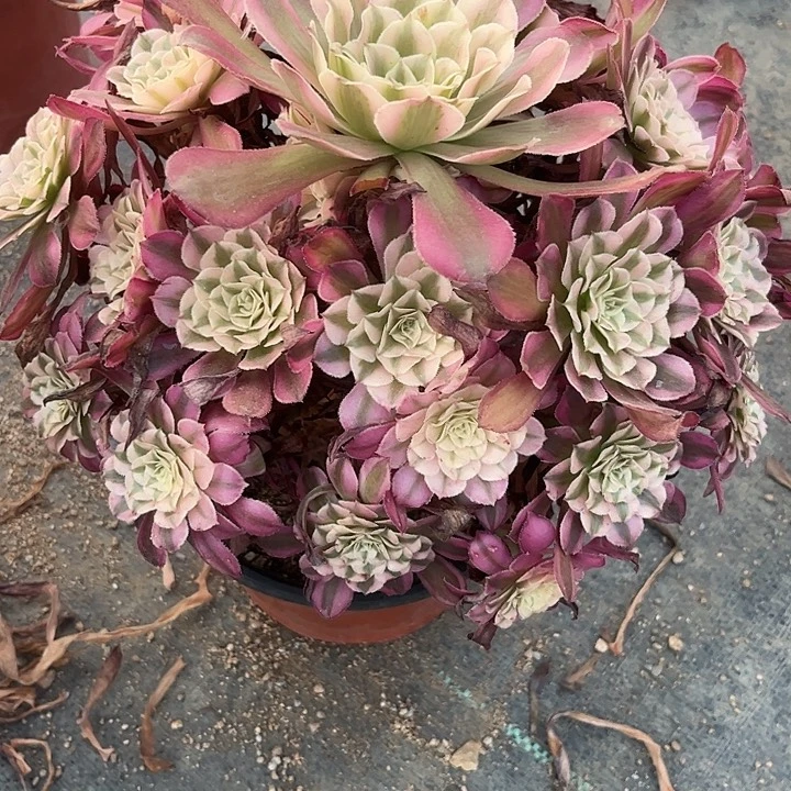 多肉植物铜壶锦……