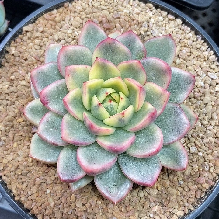 玫瑰东云锦多肉植物