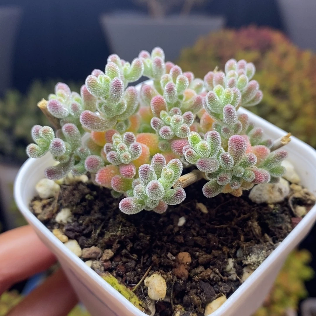 无花朵1号优选冰晶枝干