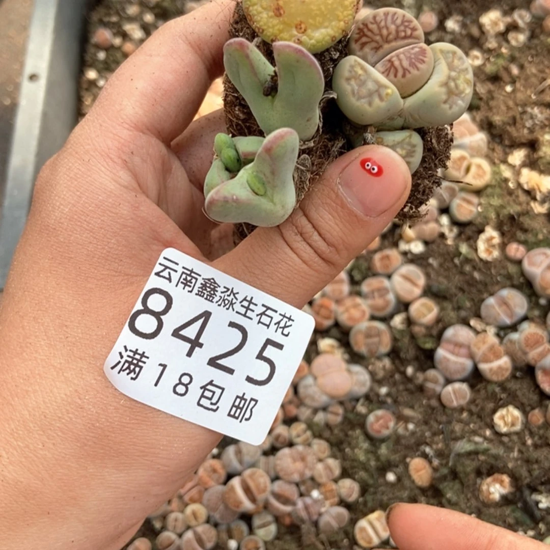 乌*8425特价3个母本微瑕快快快