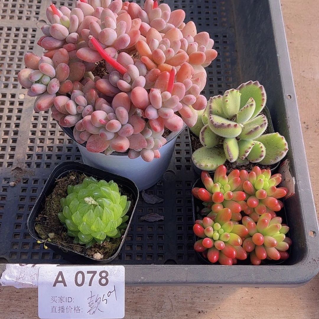 多肉078多肉植物