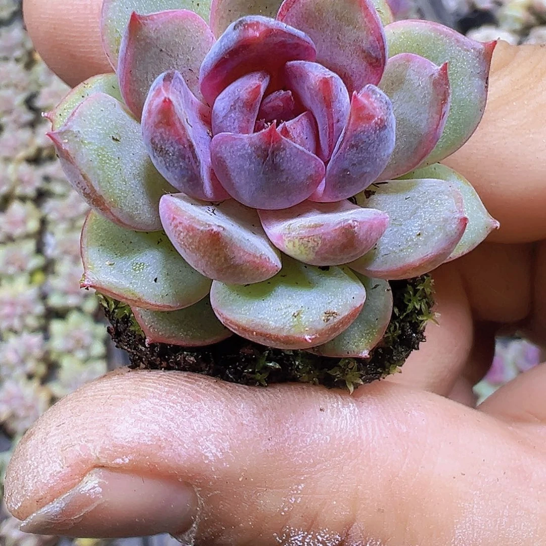 蓝莓苗5个19包邮多肉