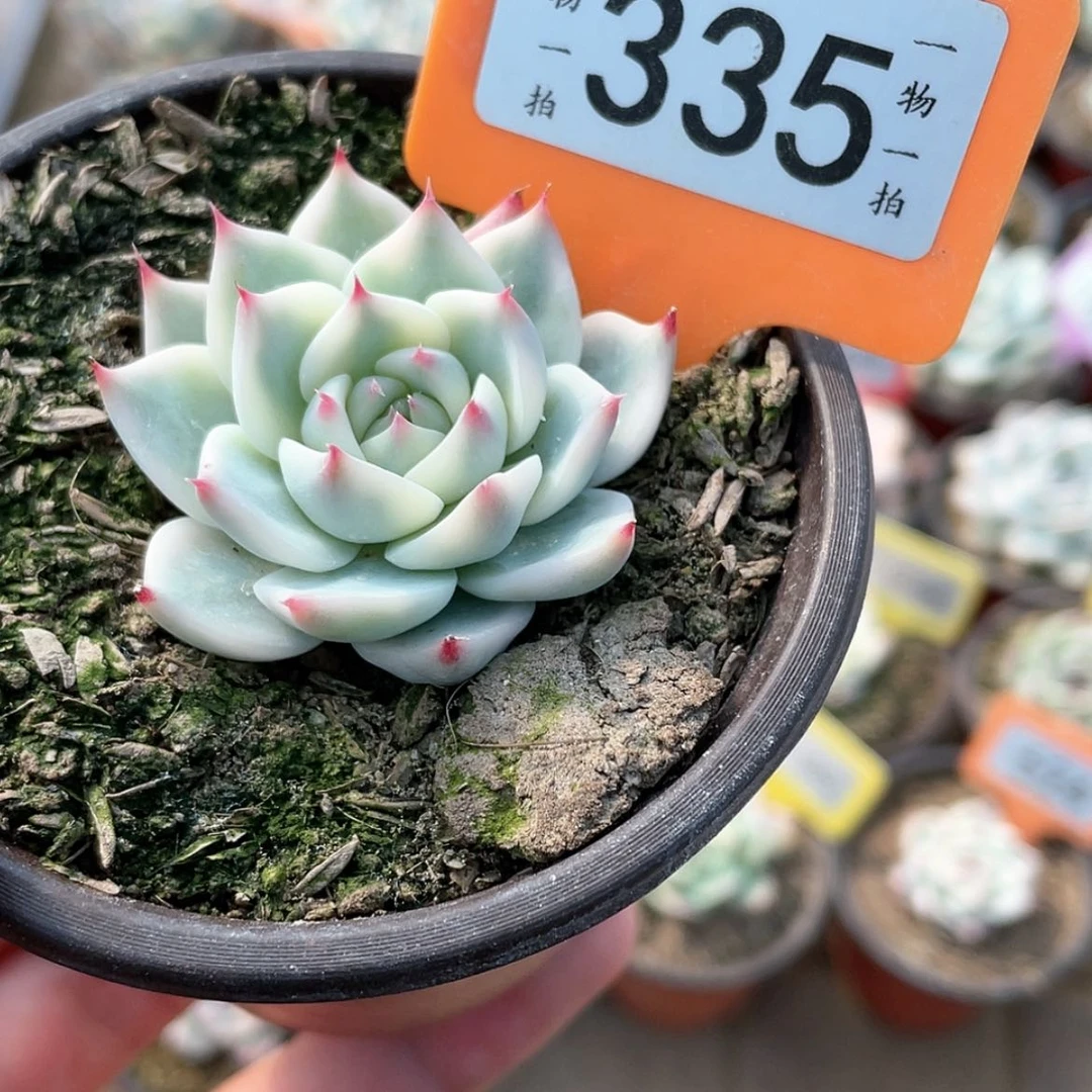 【闪购商品】335号