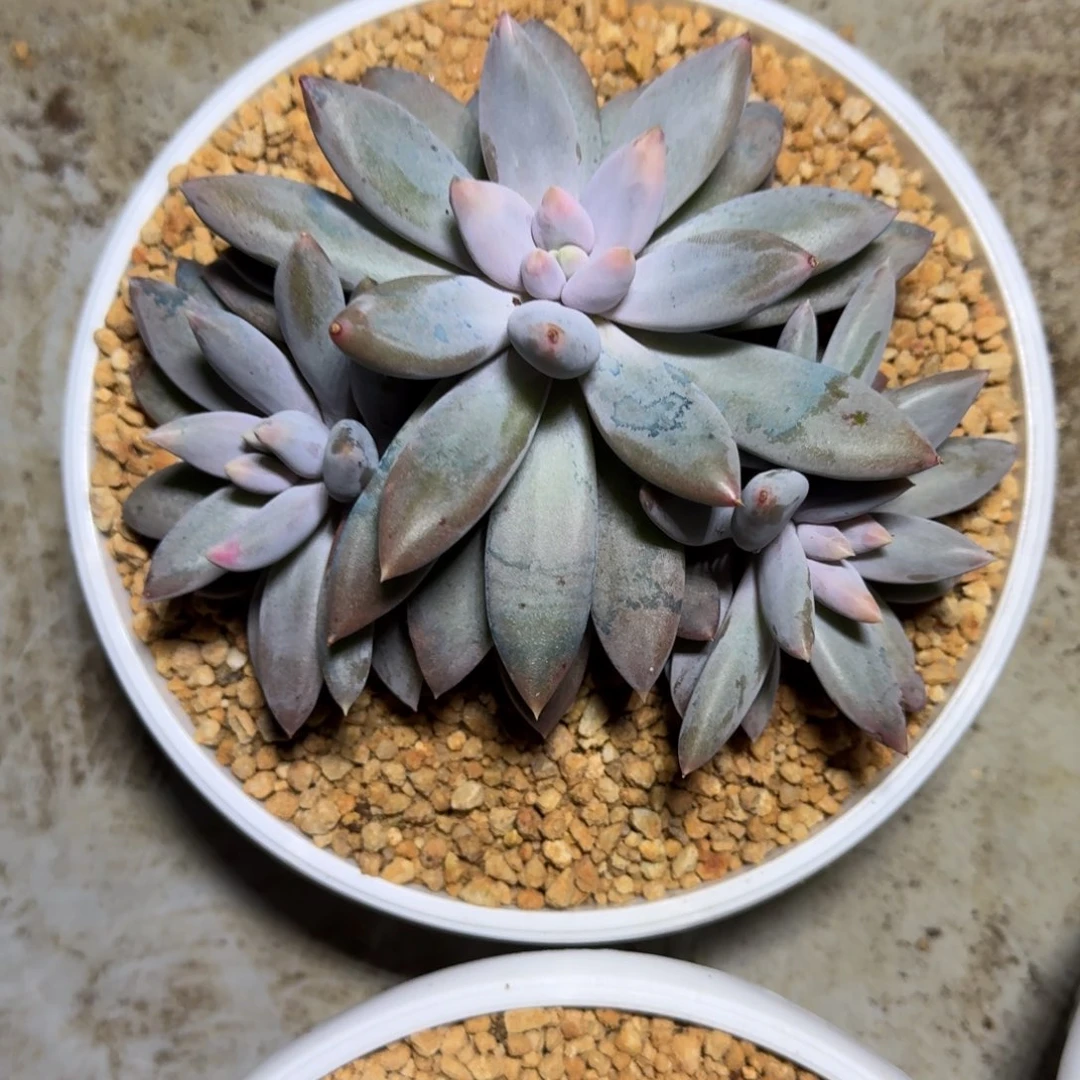 焦糖体 哥特 3头 一物一拍