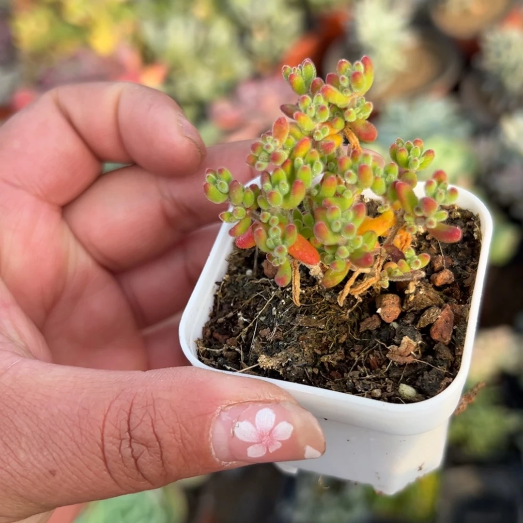 多肉植物枝干老庄