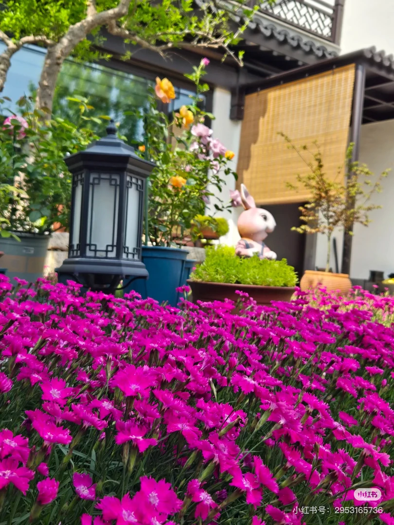 【宫廷小花园】欧石竹多年生庭院地被植物四季开花耐寒晒