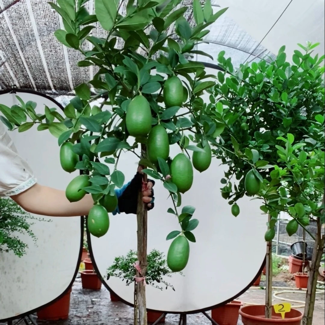台湾四季香水柠檬树嫁接盆栽地栽阳台庭院露台植物芳香