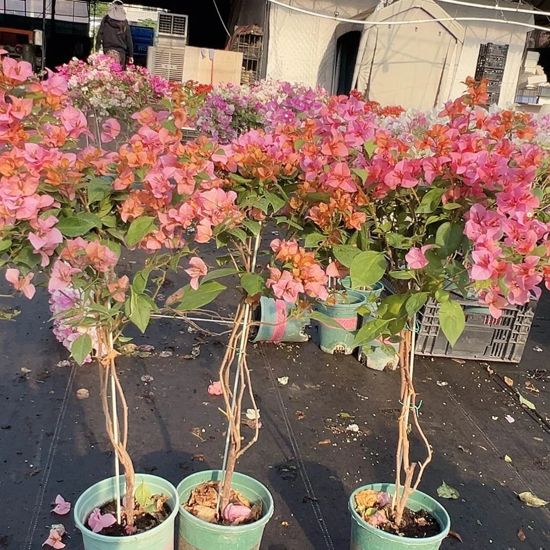 大部分花苞少量开放金发女郎棒棒糖带竹一棵