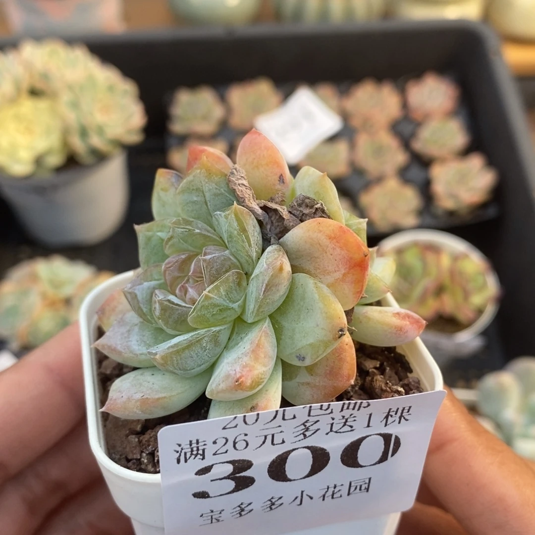 双头精控糖心一物一拍满20包邮满26送一颗多肉