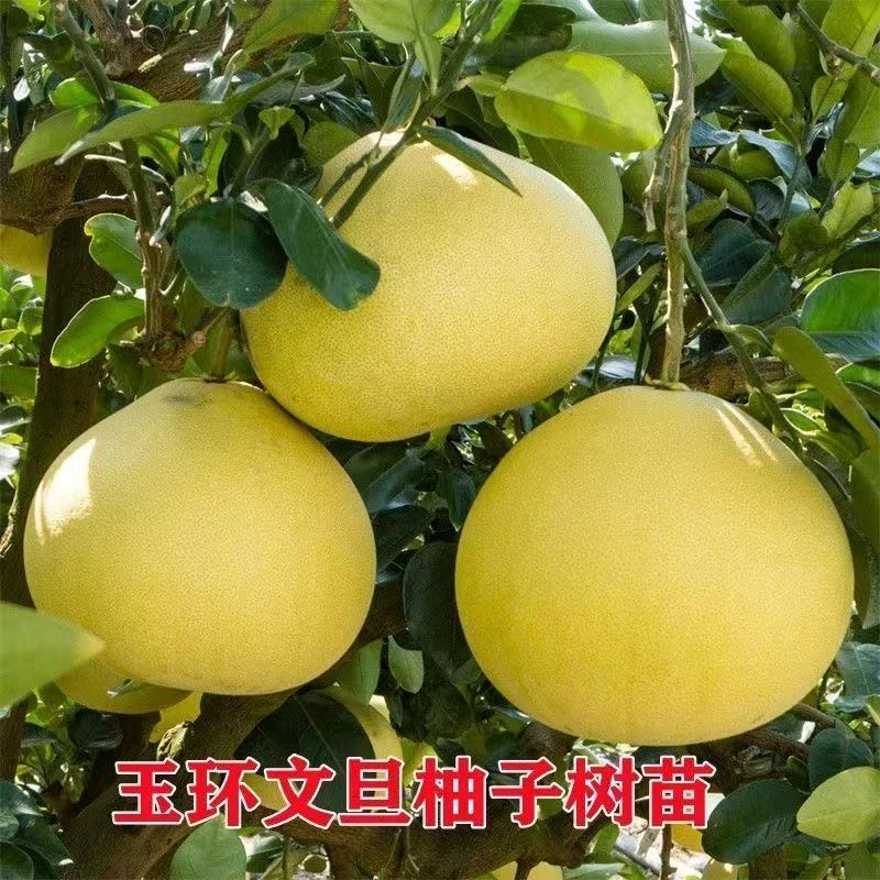 正宗玉环文旦柚子树苗白心柚子树苗嫁接柚子树苗耐寒南方北方种植