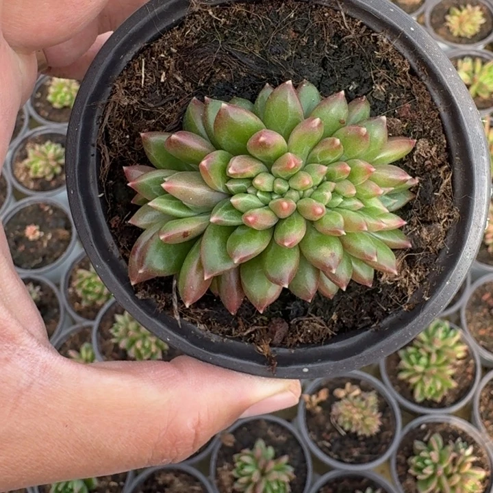 柏拉图 缀化 一物一拍