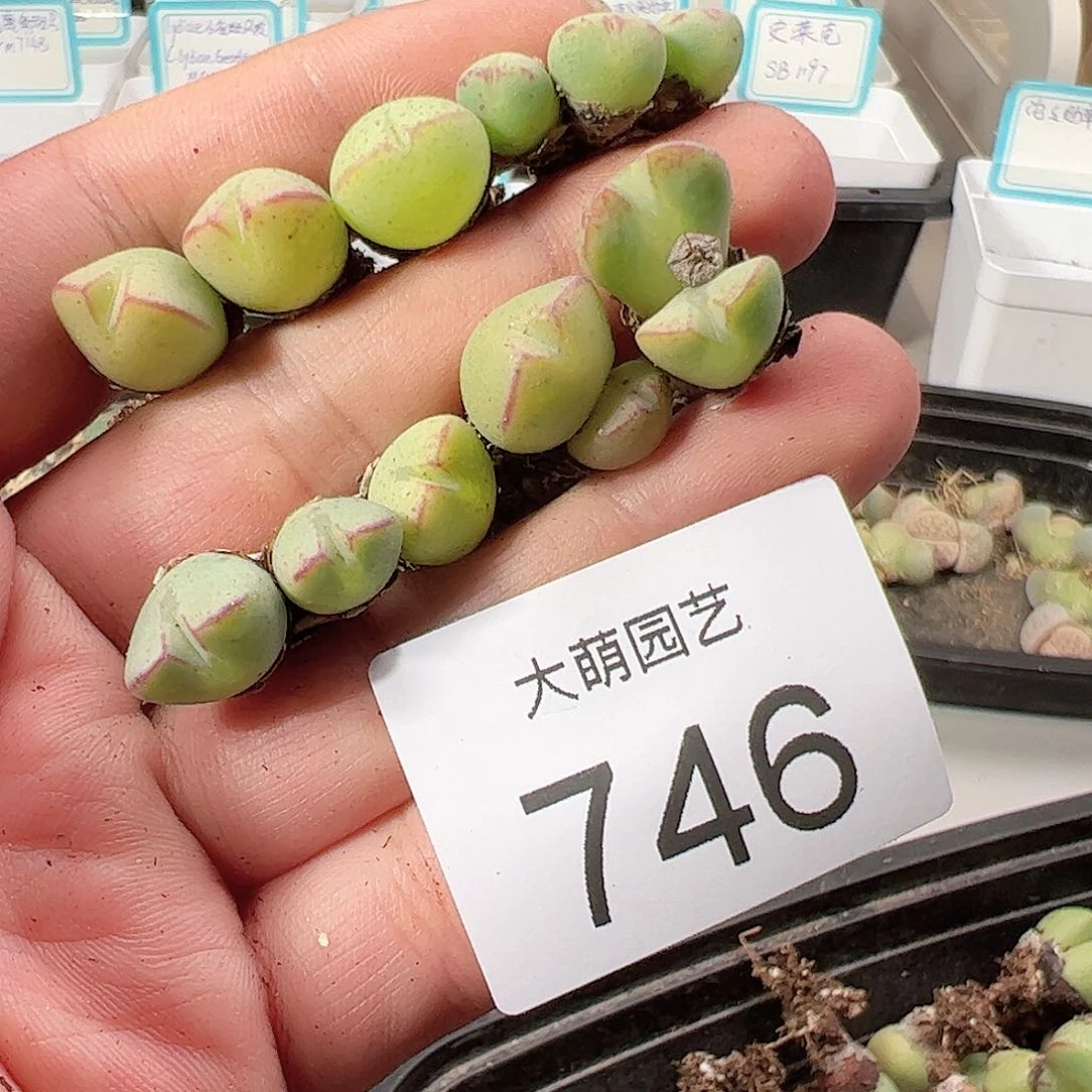 0000746 一物一拍……