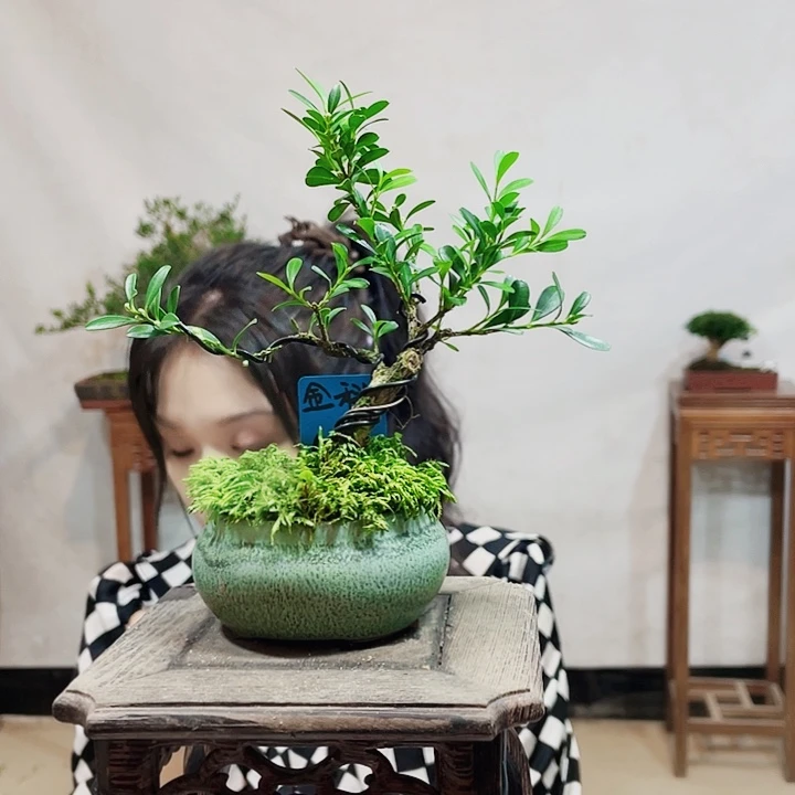 无花朵金**律皱皮雀舌黄杨盆景