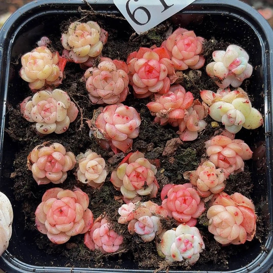 多肉植物多肉植物612