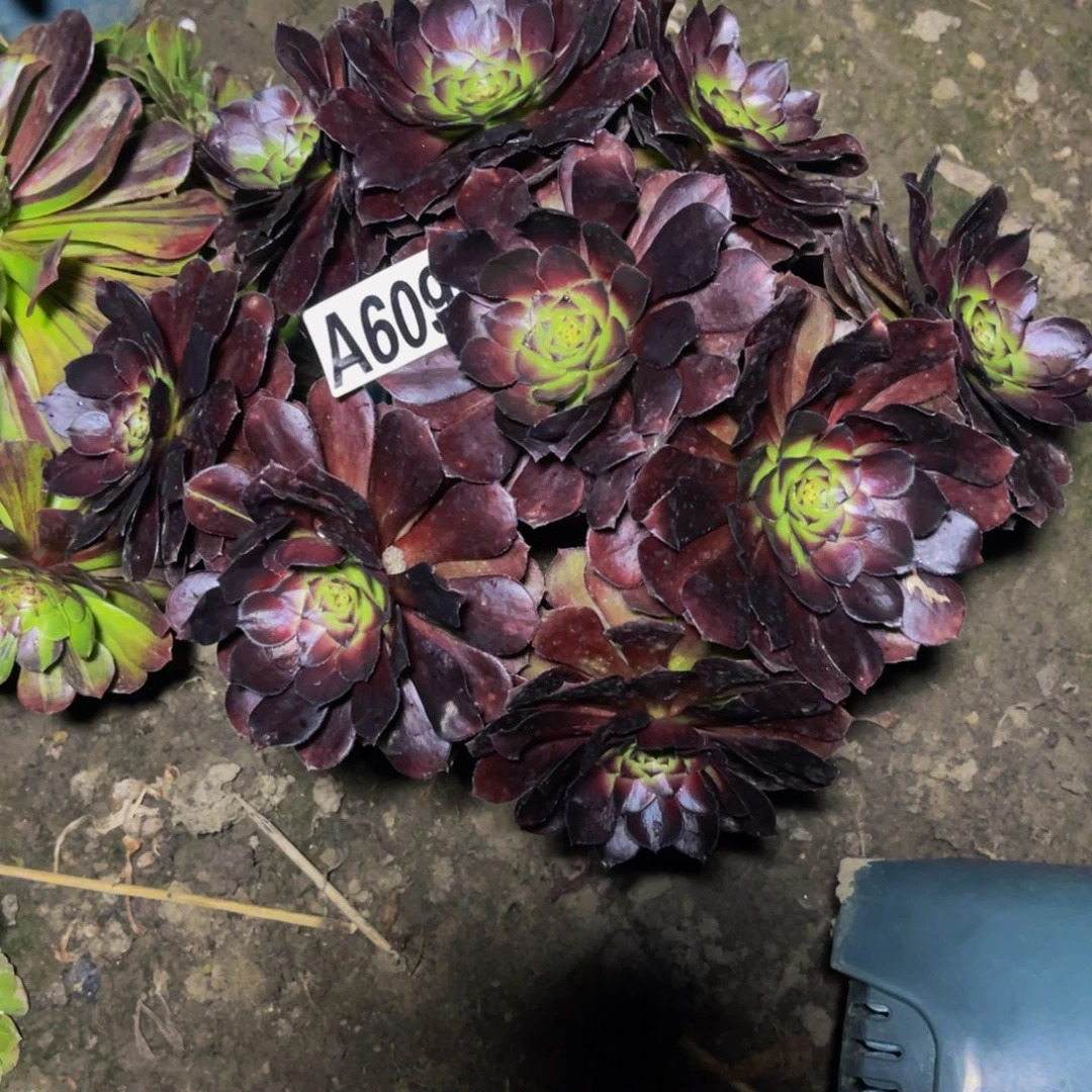 黑寡妇法师28//////34包邮