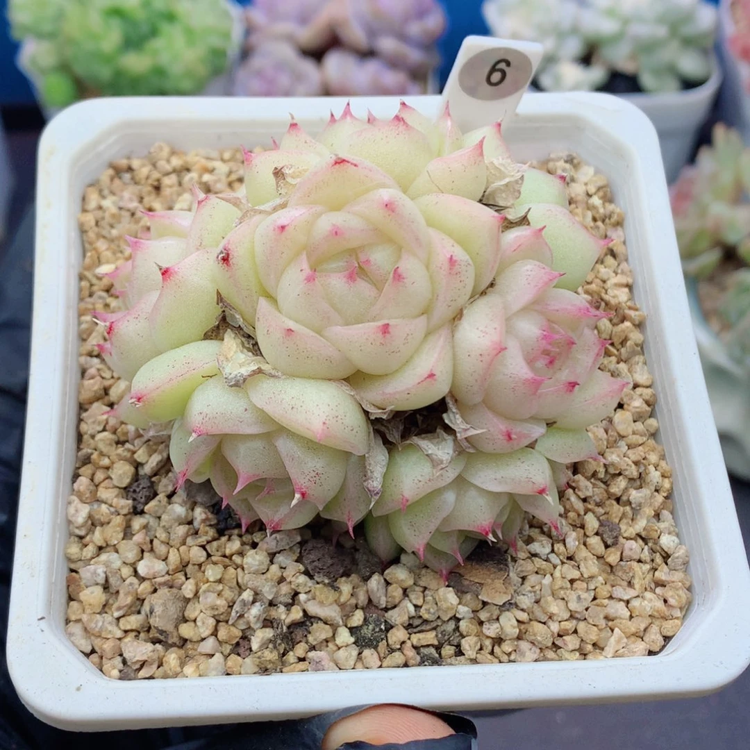 哈哈58包邮  群生不包整6