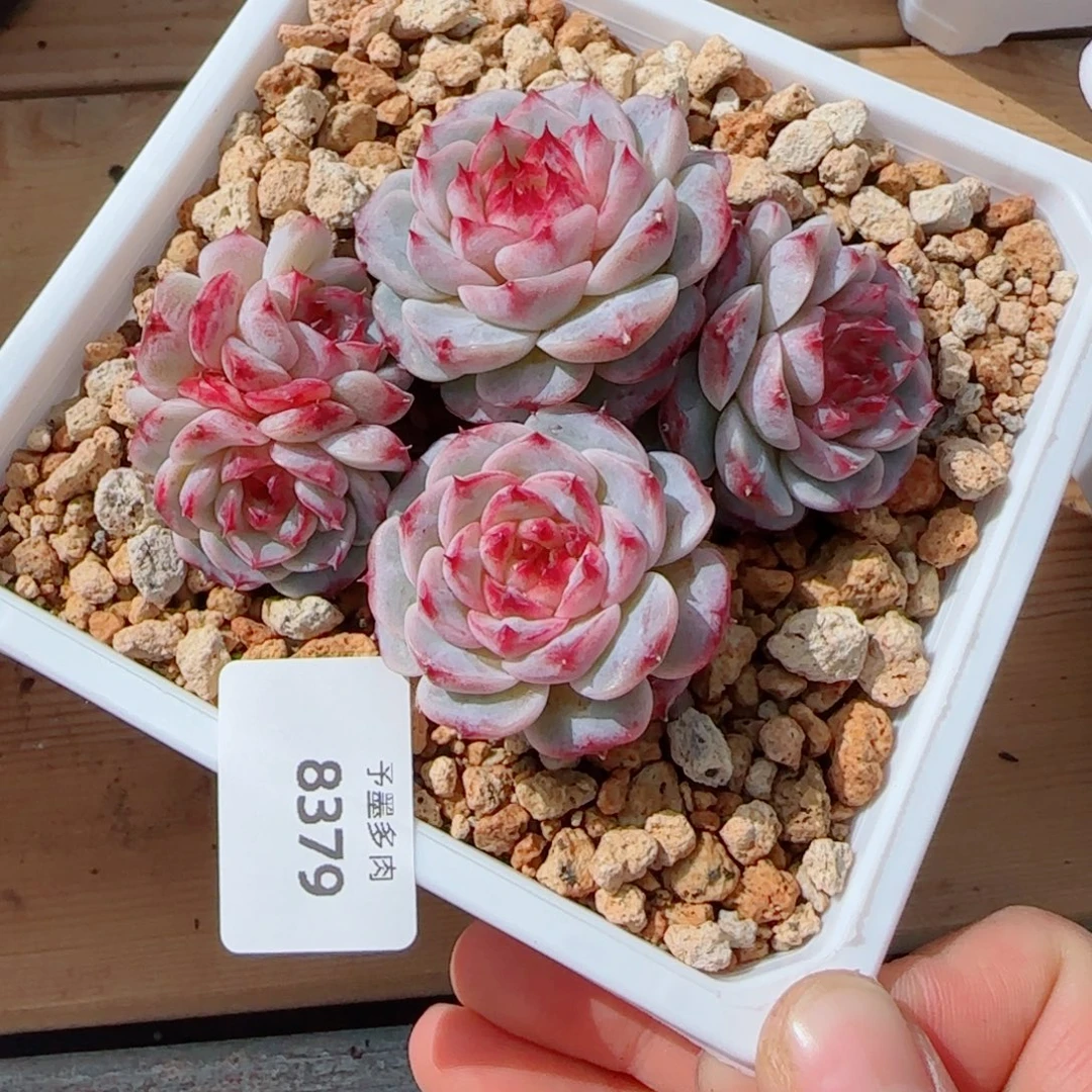 天鹅绒，8379多肉植物