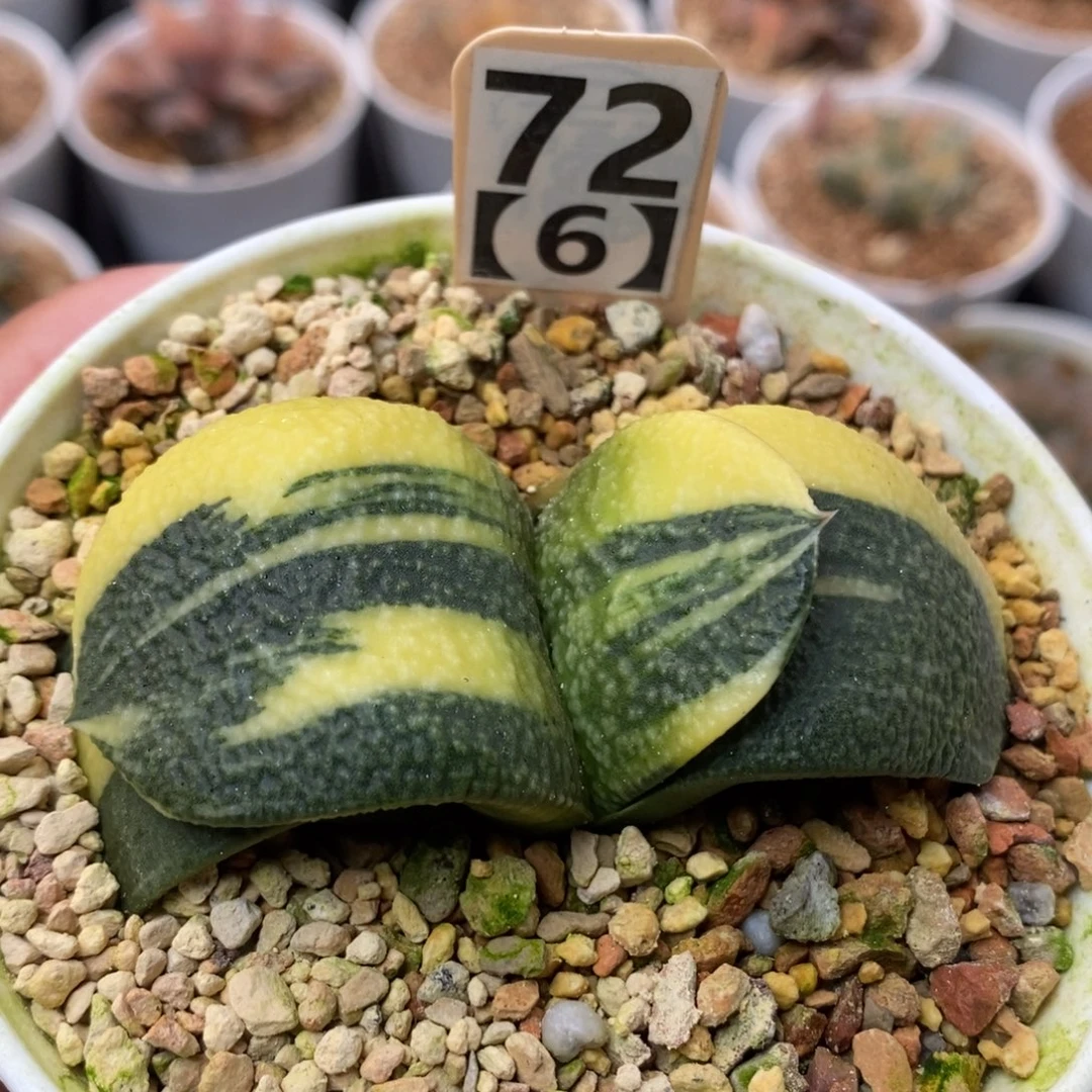 72珍珠卧牛锦一物一拍