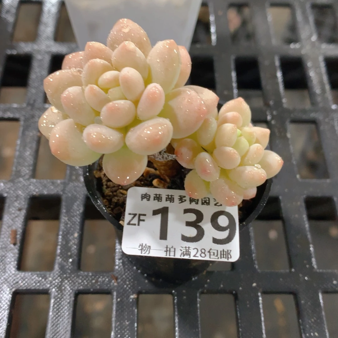 肉萌萌拇指盆精控多肉ZF139