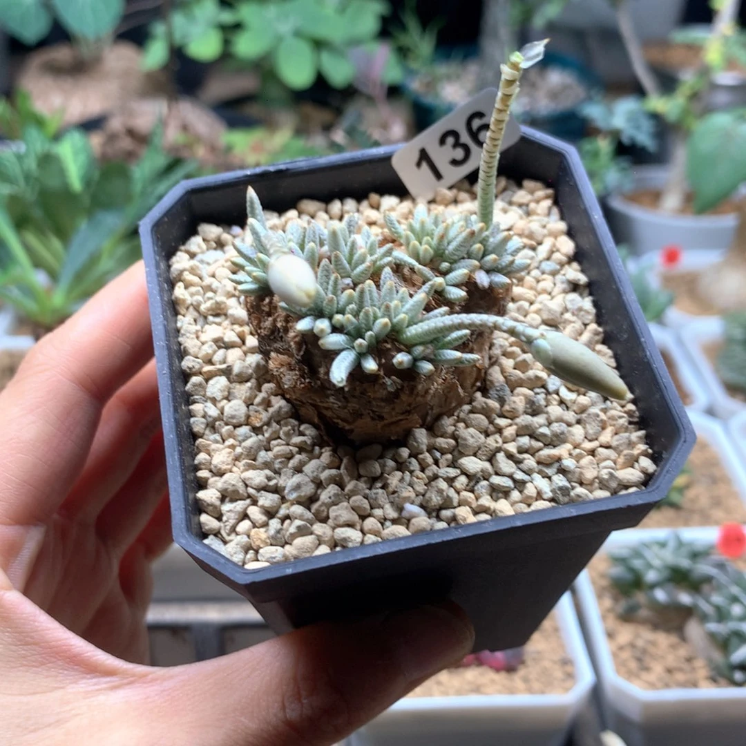 那***人136号白花韧锦带盆多肉