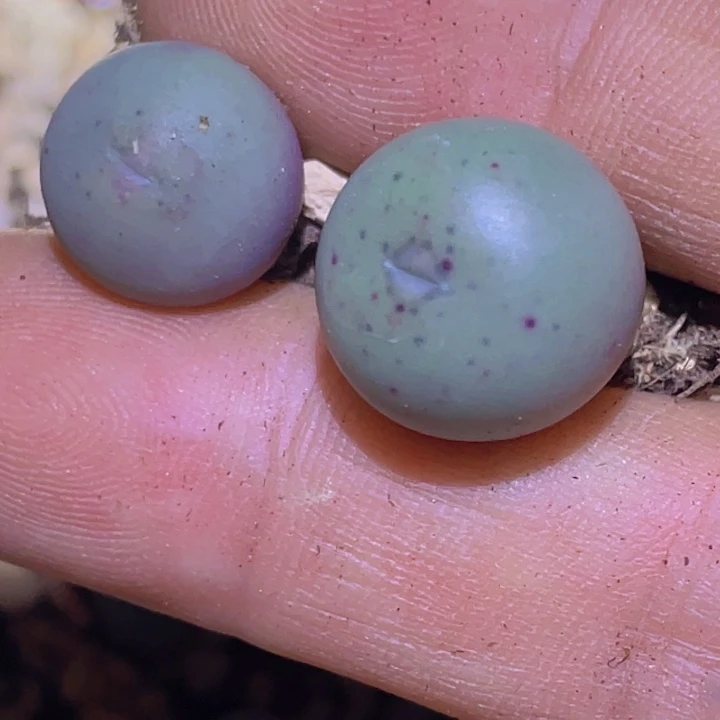 48 989999589586585555