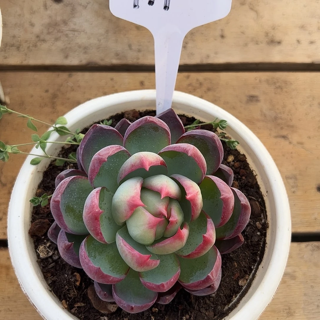 惊鸿仙子一物一拍111号