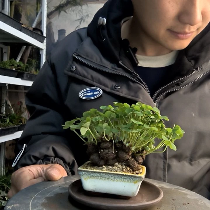 牧*小盆景小植物一物一拍201