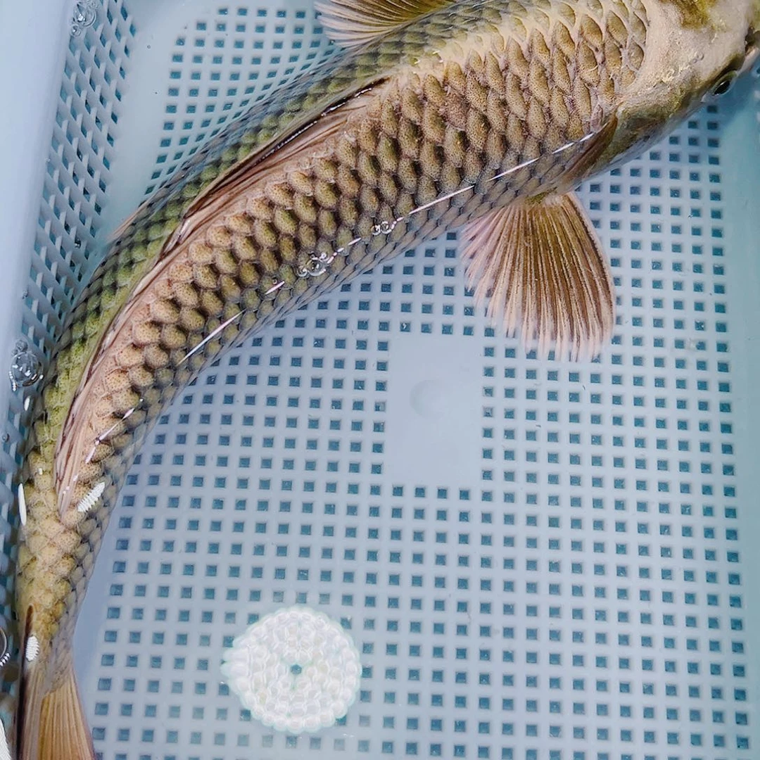 海水鱼锦鲤冷水鱼114