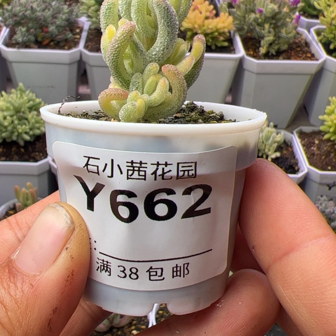 沐*多肉植物枝干超白