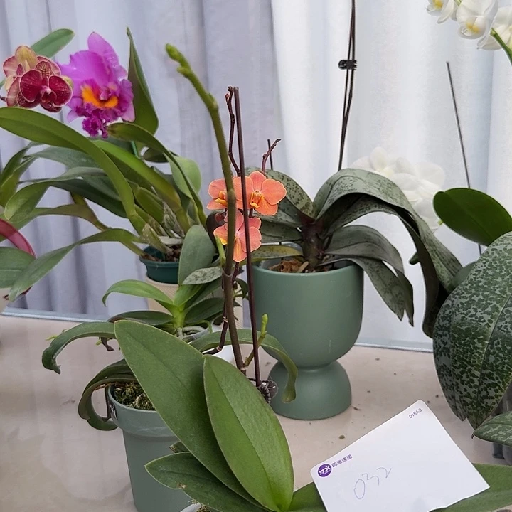 泥***巴大部分开放少量花苞032