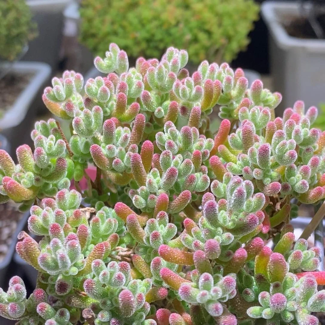 冰晶枝干冰红867