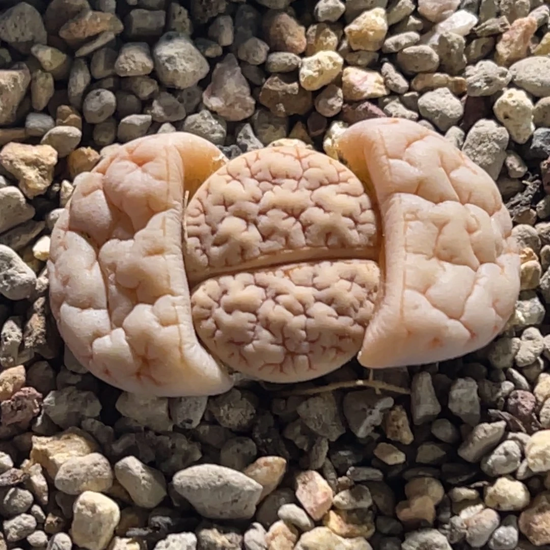 0054球体凹凸脑纹189一颗