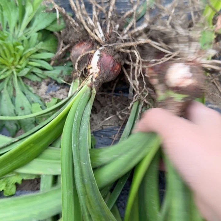 黄玫瑰直径3+基地球一个