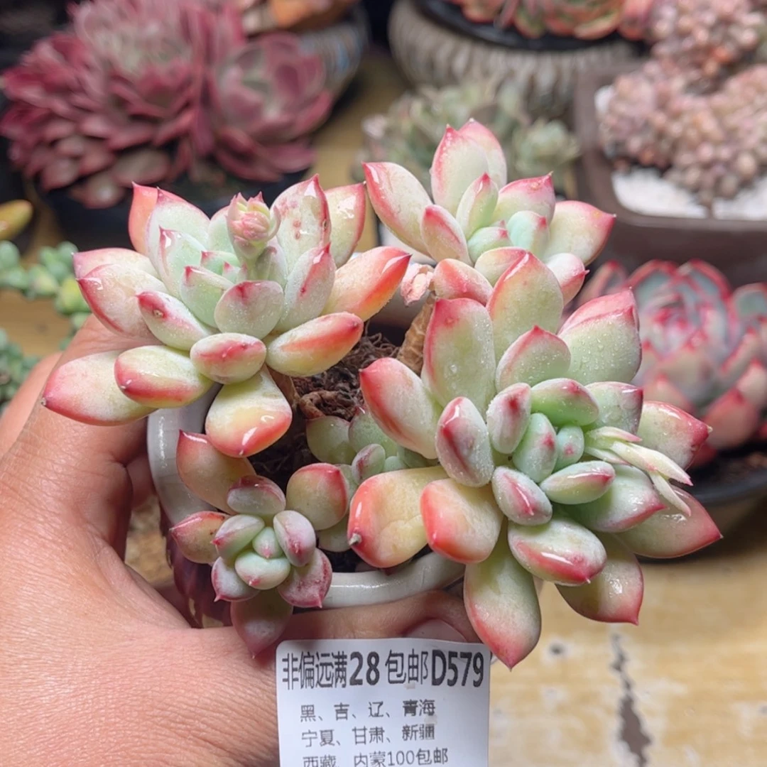 【闪购商品】579蜜糖美人