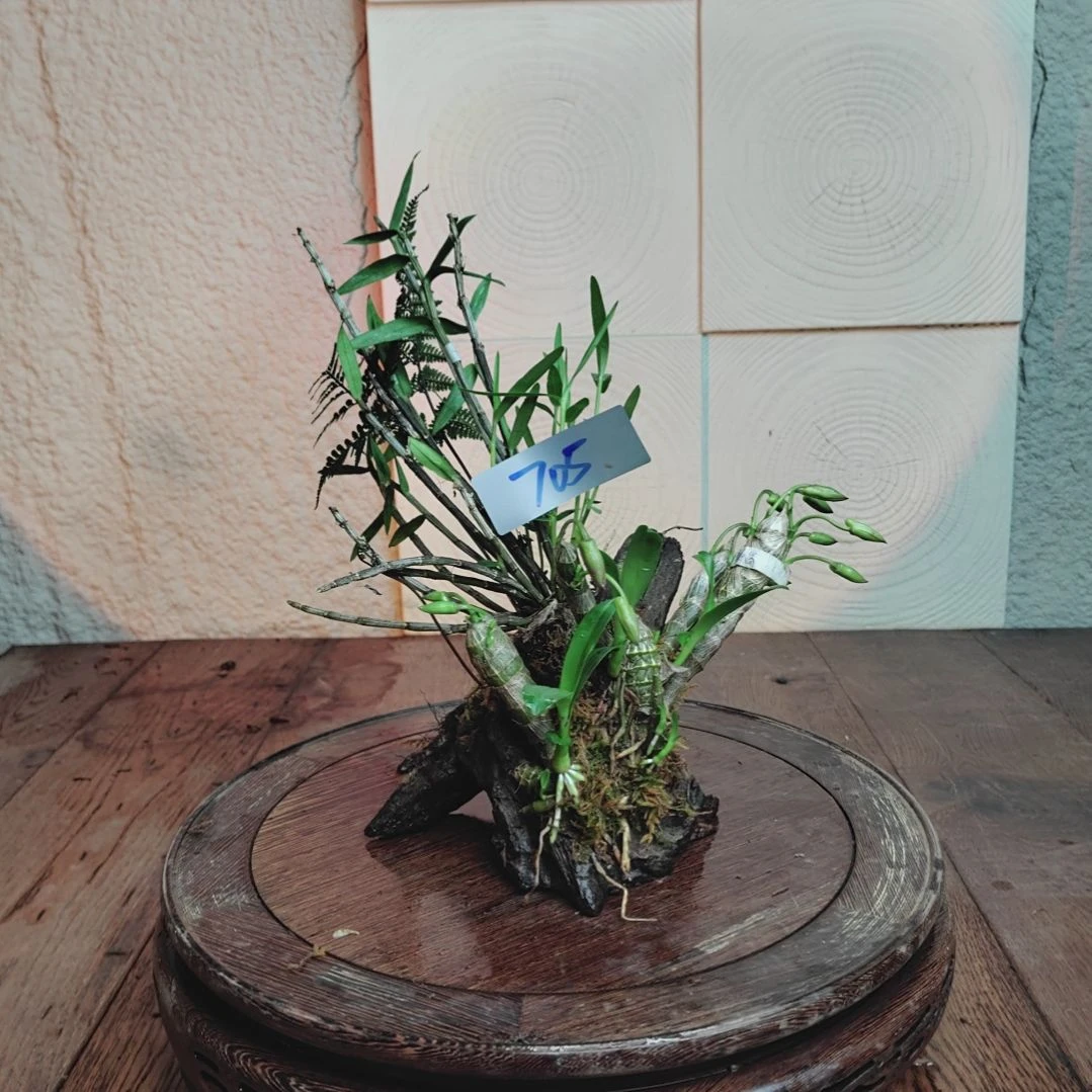 全部花朵705麝香，铜皮花