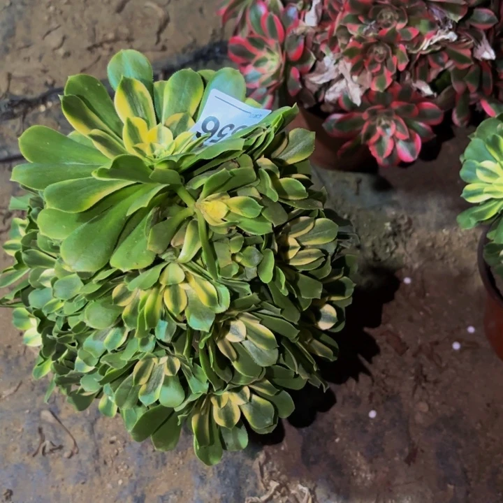 356辛尼亚多肉植物不售后