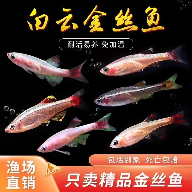 冷水鱼白云金丝观赏鱼新手好养易活冬天室温白云金丝鱼小型活体鱼