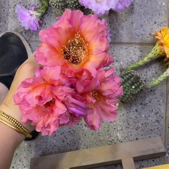 366彩草爱神歪无根侧牙4公分左右，20包邮