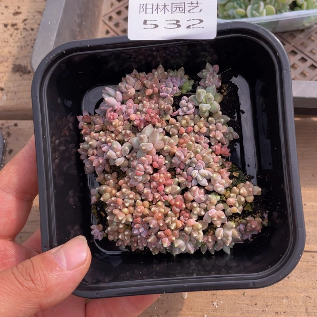 心****上多肉植物多肉植物532