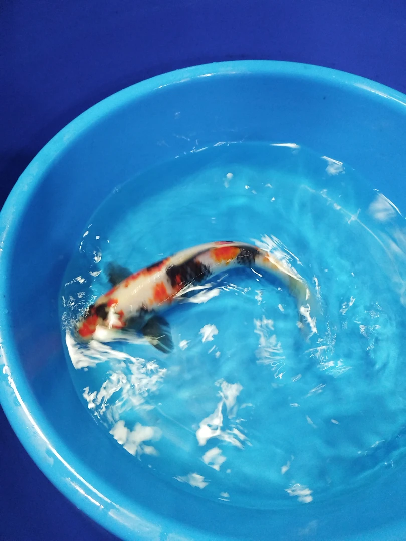 锦鲤观赏鱼  昭和三色 37公分