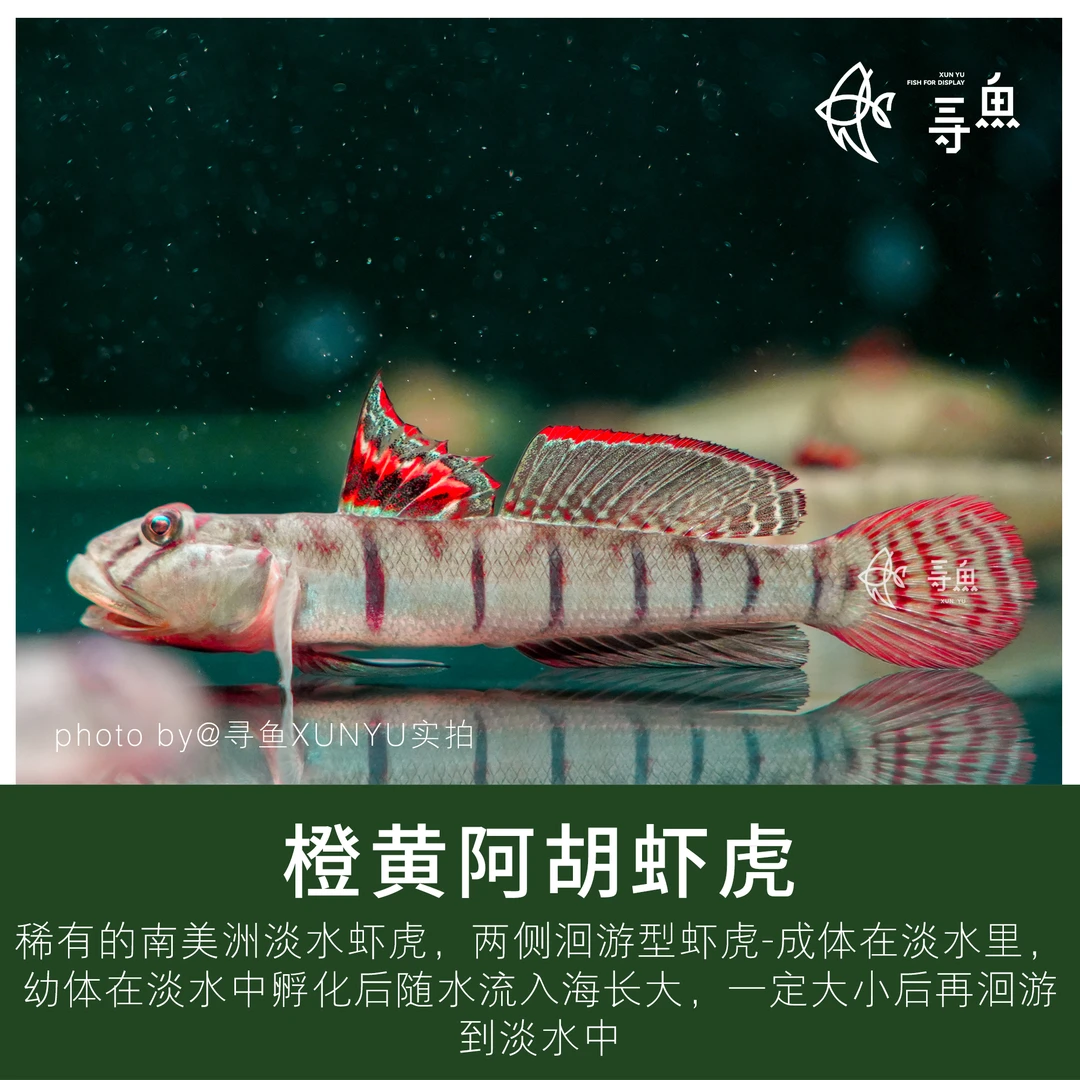 【寻鱼XUNYU】橙黄阿胡虾虎/巴西蝴蝶虾虎稀有南美洲小型淡水虾虎
