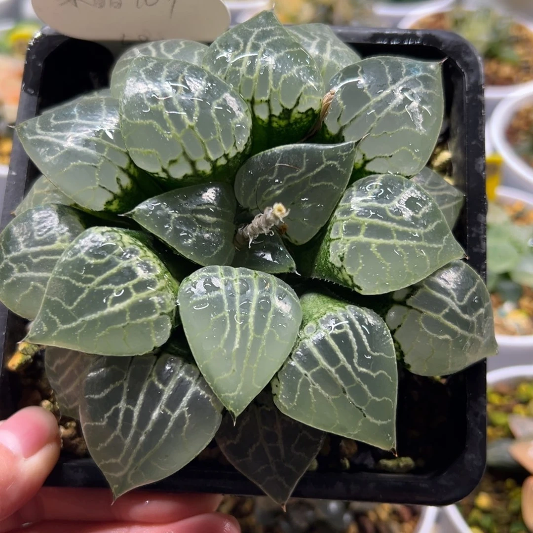 水晶101222222222222