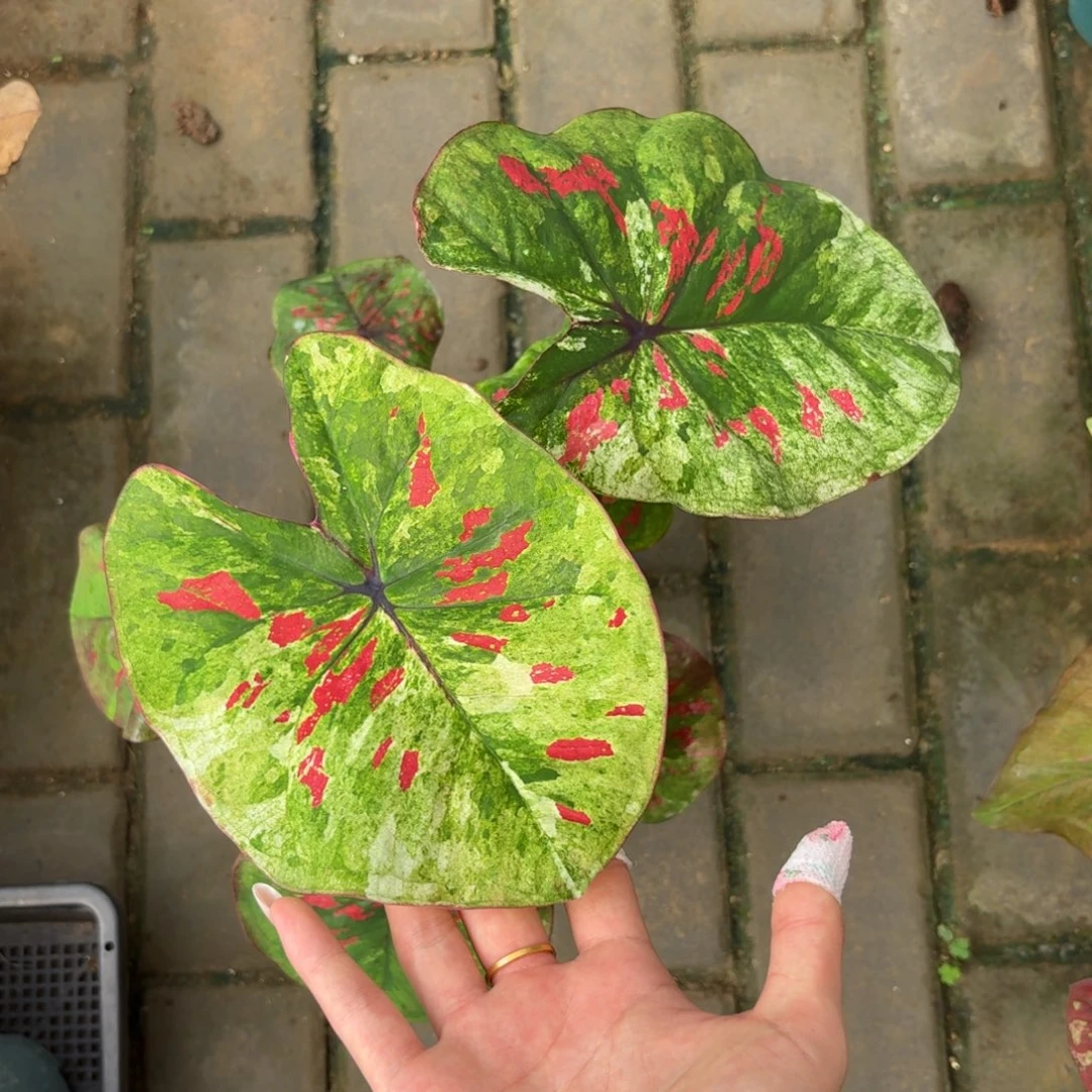 莺歌绿泰国彩叶芋03-0904