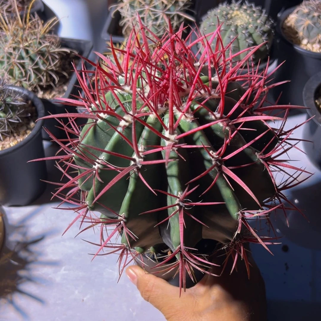 墨西哥红虎大精品188