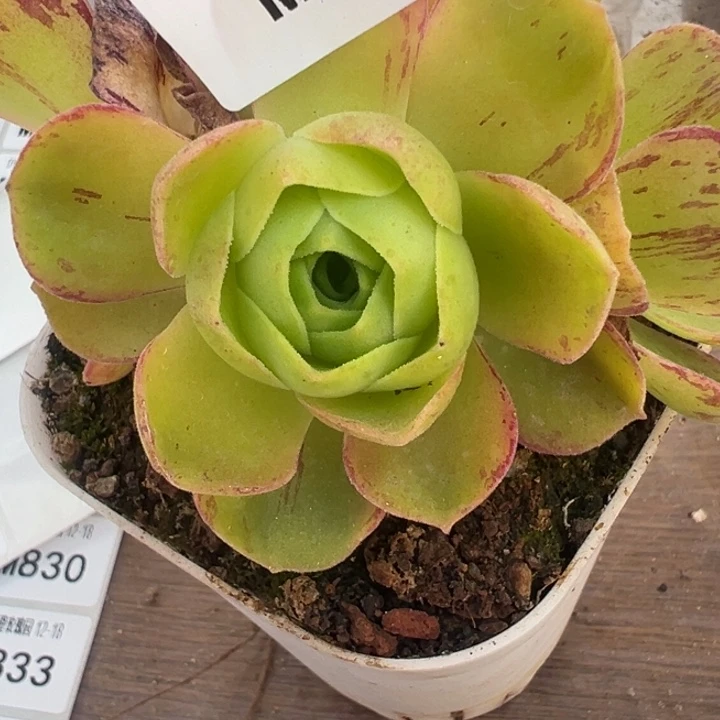 苗苗山地玫瑰多肉植物80